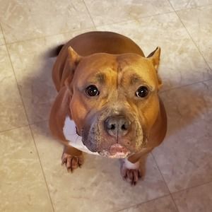 Meet your Posher, Levi